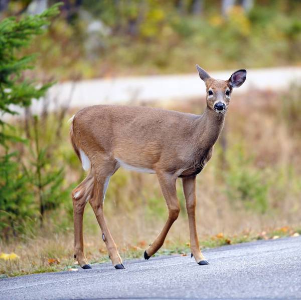 A deer stands on the edge of a road starting to cross.