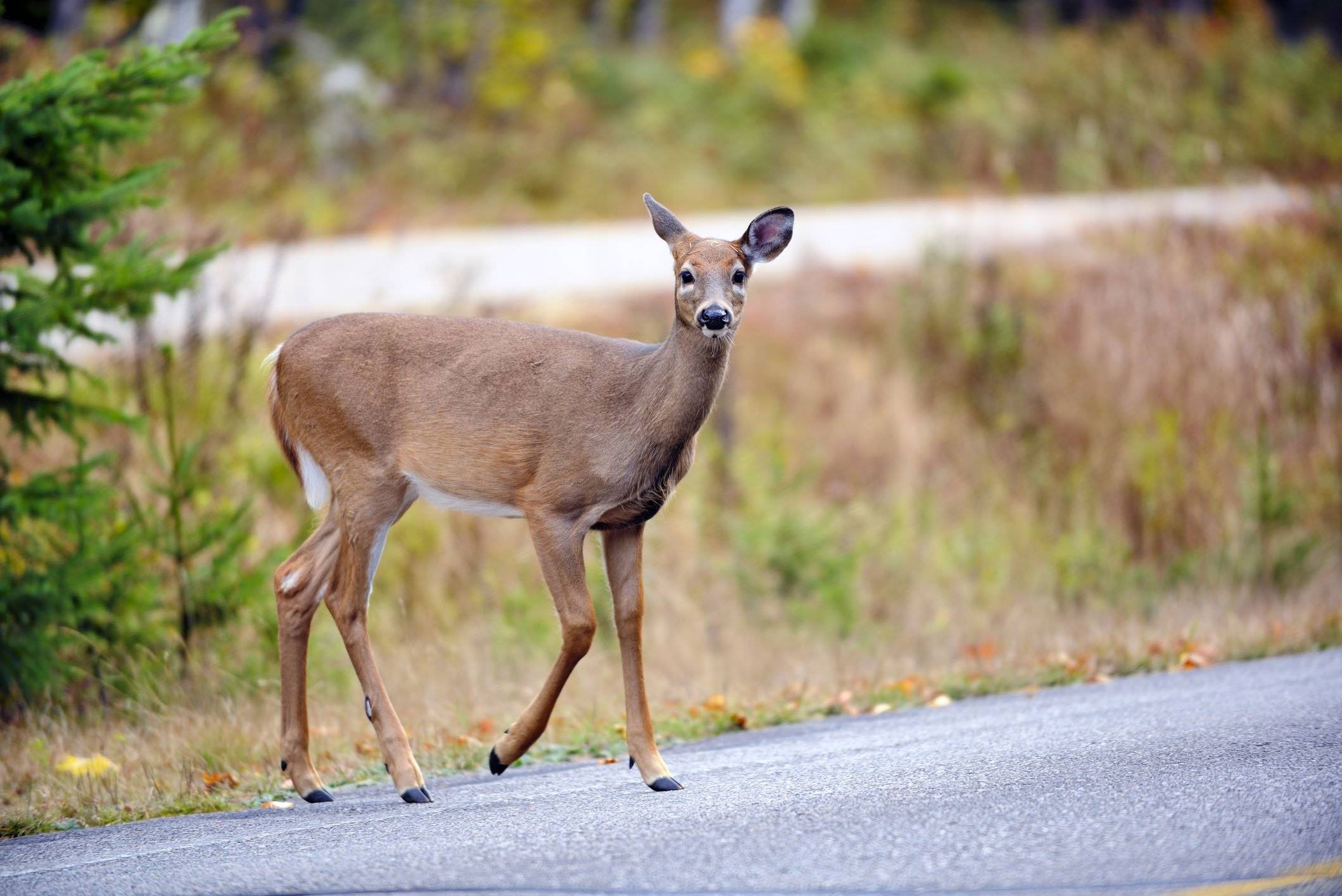 A deer stands on the edge of a road starting to cross.