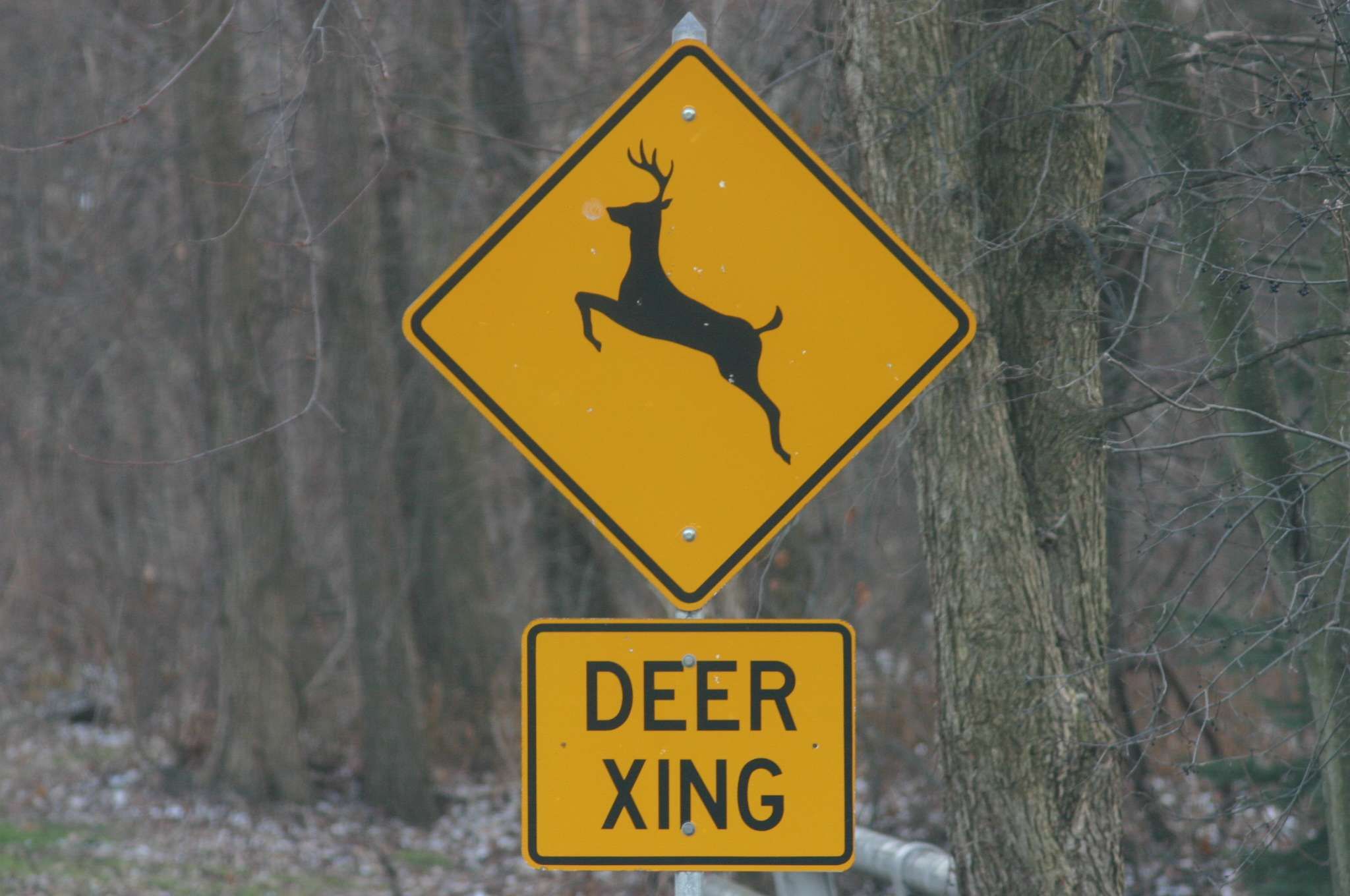 A yellow DEER XING sign in front of a forest of trees.