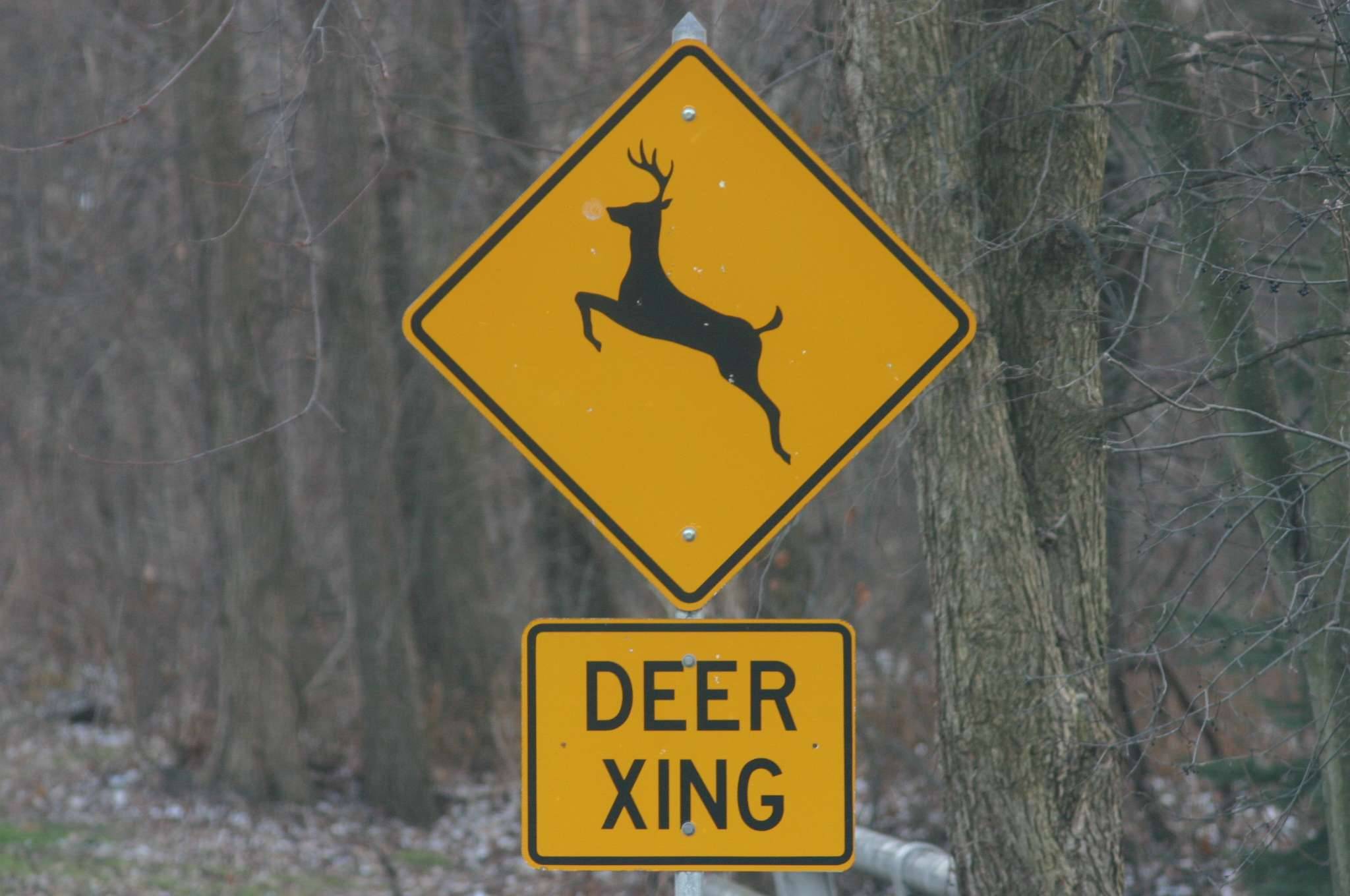 A yellow DEER XING sign in front of a forest of trees.