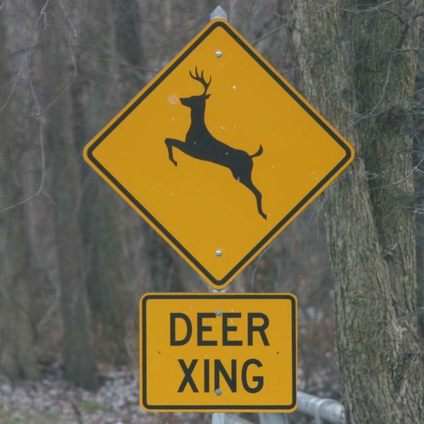 A yellow DEER XING sign in front of a forest of trees.