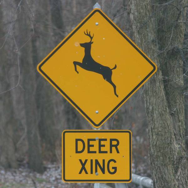 A yellow DEER XING sign in front of a forest of trees.