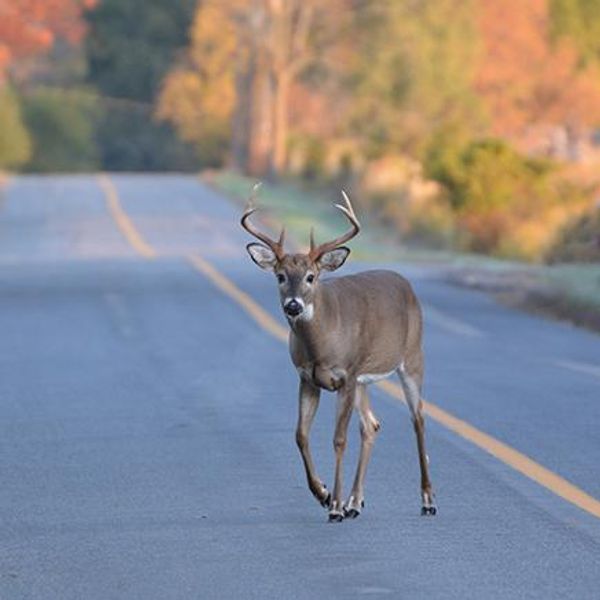 Deer in road