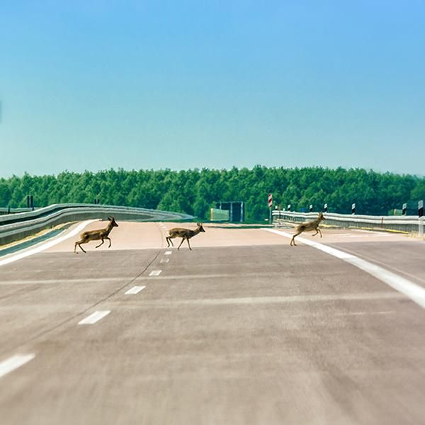 Deer running across road