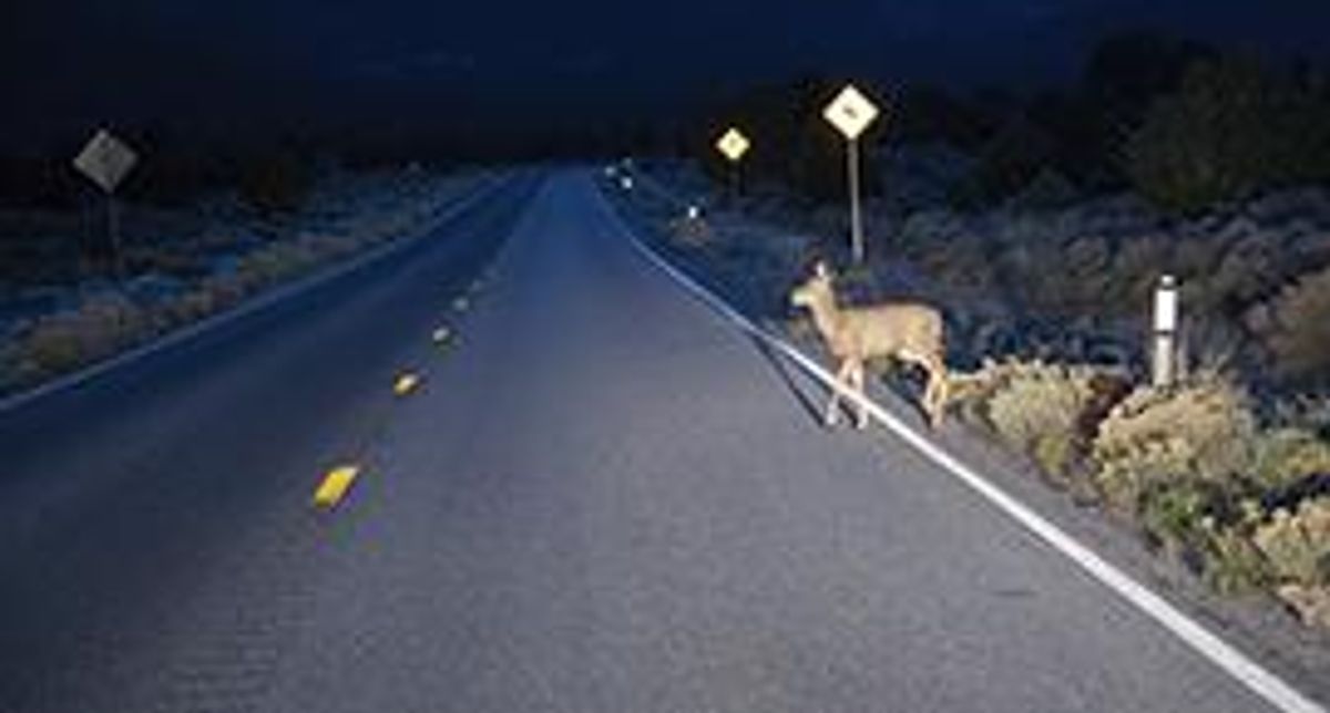 Deer