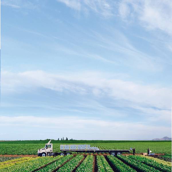 Farmers load crops onto a flatbed truck from the middle of a field.