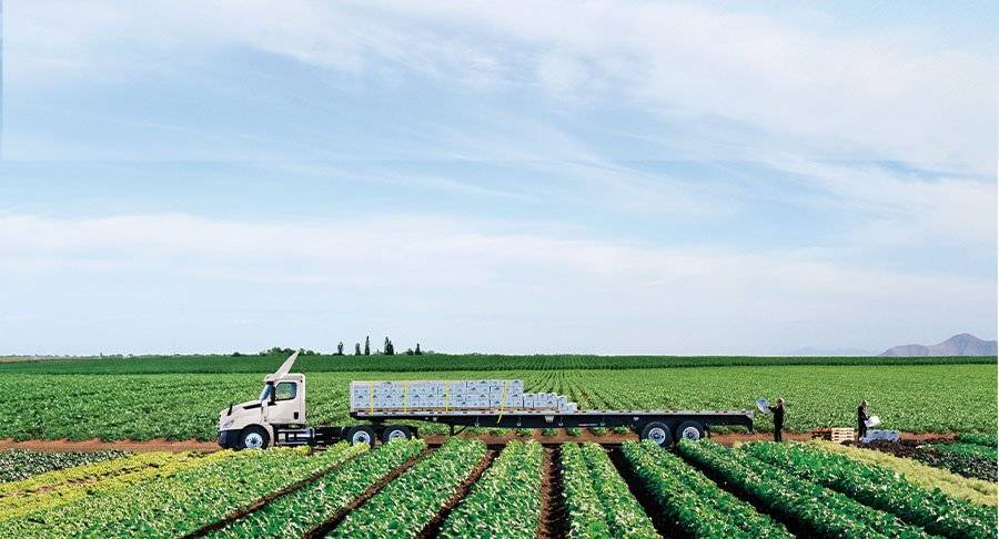 Farmers load crops onto a flatbed truck from the middle of a field.