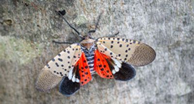 Spotted Lanternfly on Maple Tree